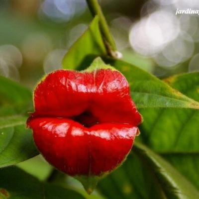 Psychotria elata 