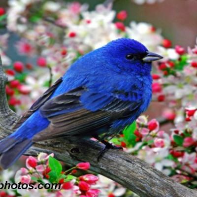 Purple Honeycreeper