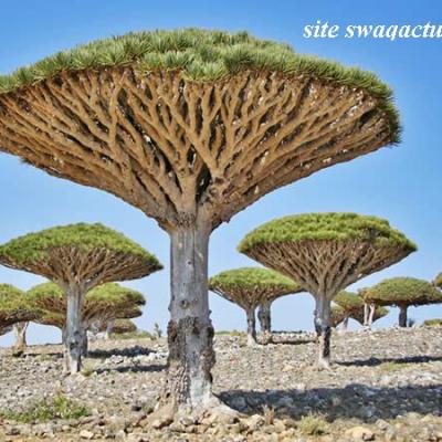 Dragonnier de Socotra