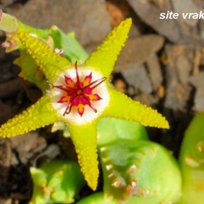 Stapelia flavopurpurea