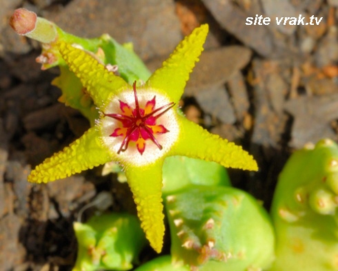 Stapelia_flavopurpurea