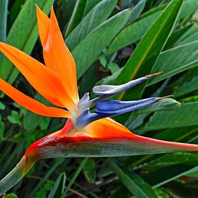 Strelitzia reginae (fleur du paradis)