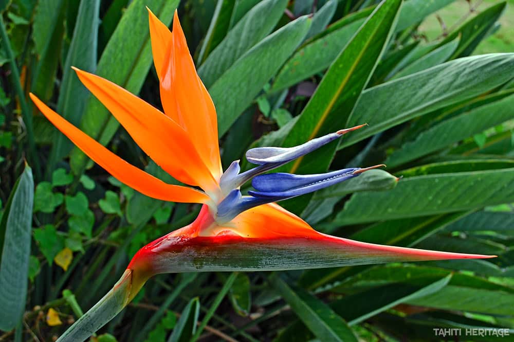 Strelitzia reginae (fleur du paradis)