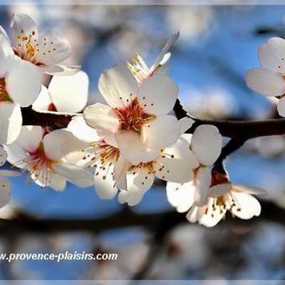 amandiers de provence en fleurs