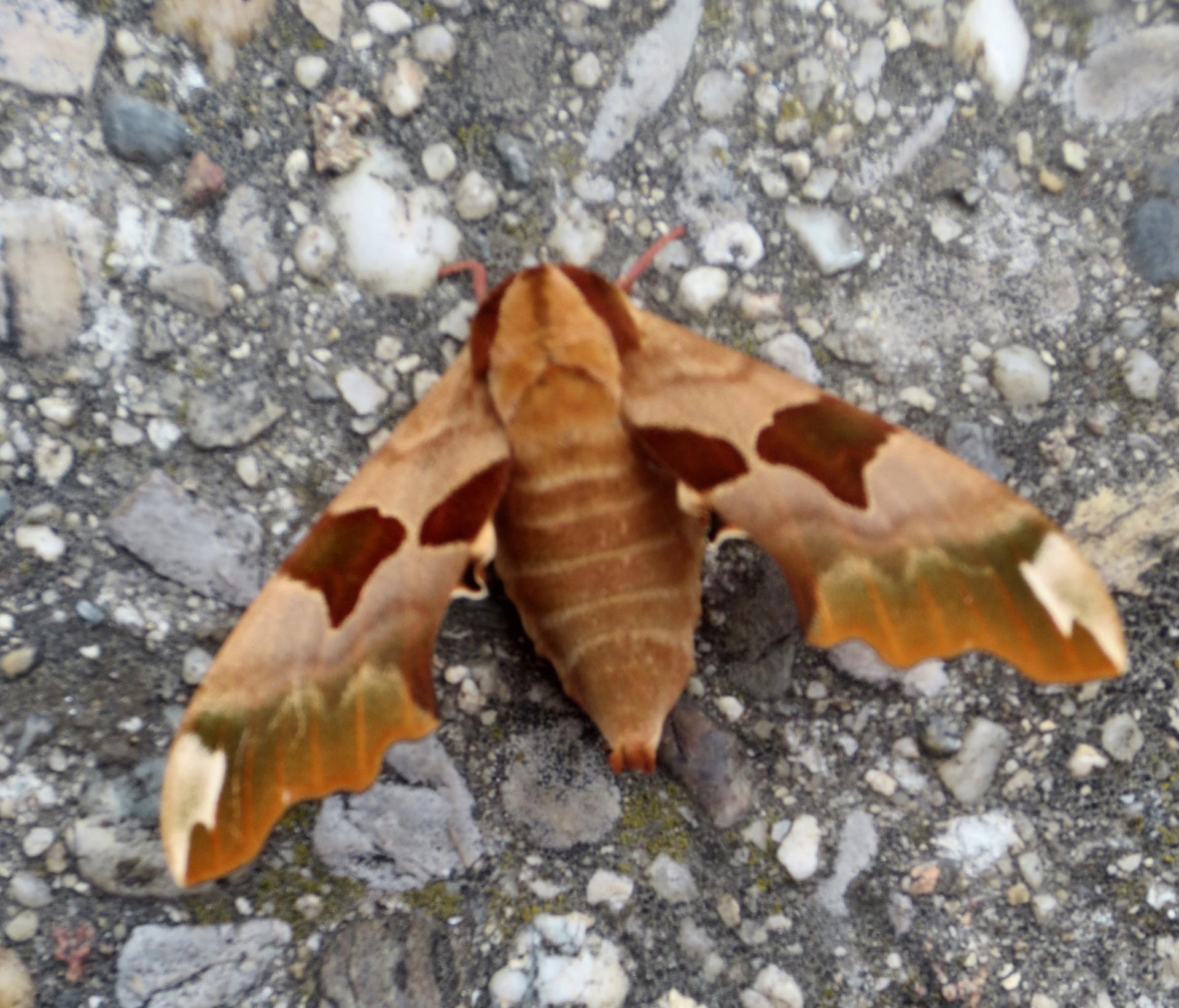 Papillon sphinx du tilleul